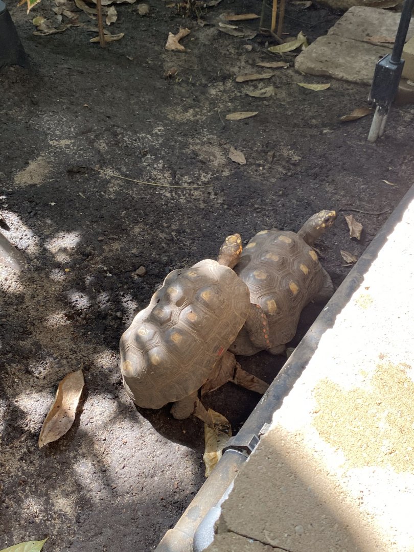 Tropical encounters- red footed tortoises