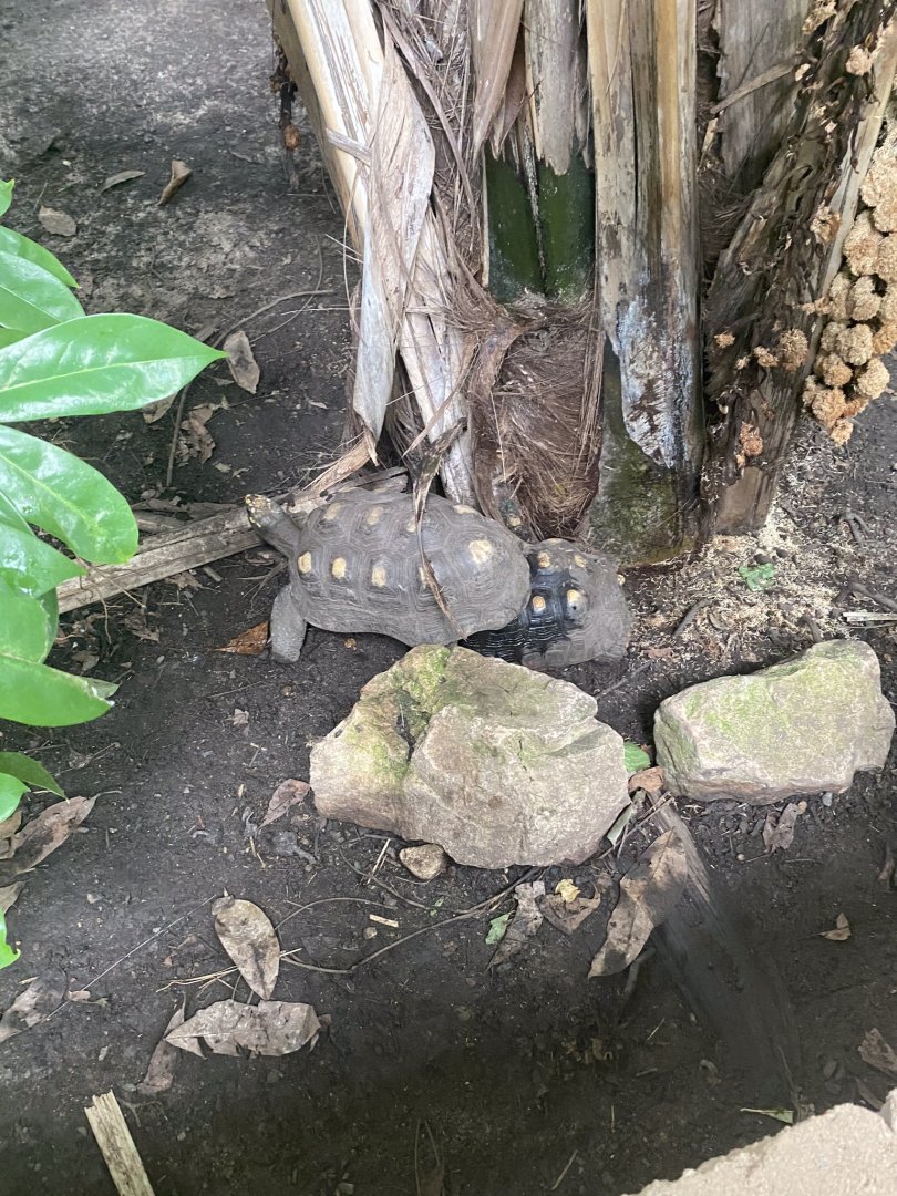 Tropical encounters- red footed tortoises