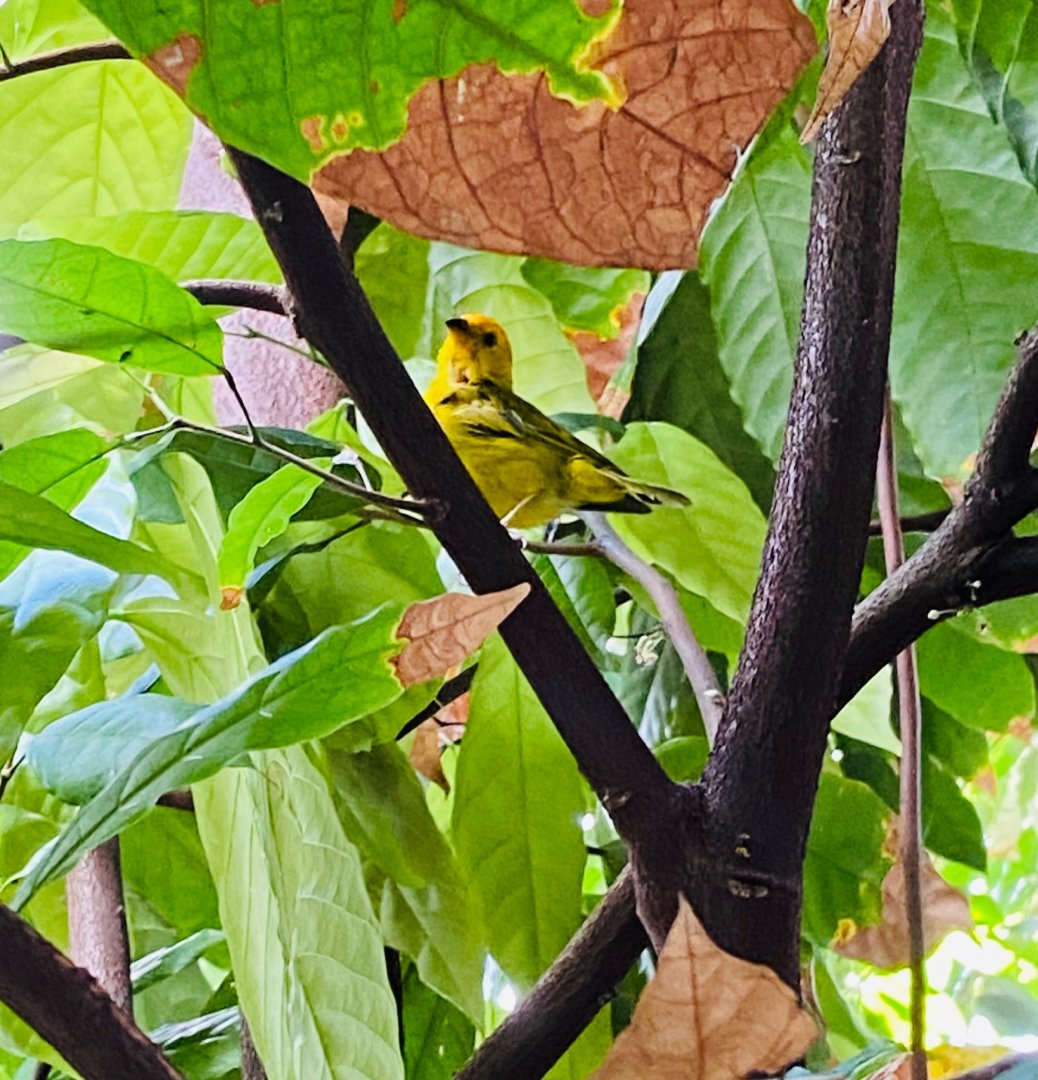 Tropical encounters- saffron finch
