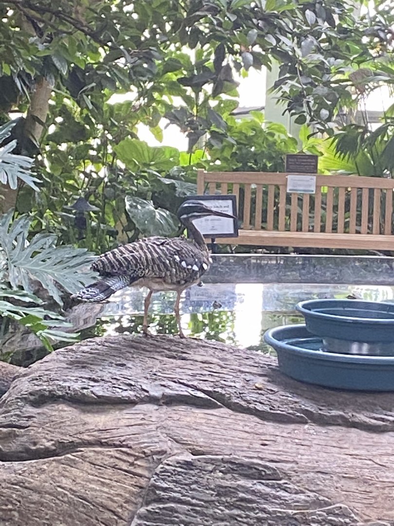 Tropical encounters- sunbittern
