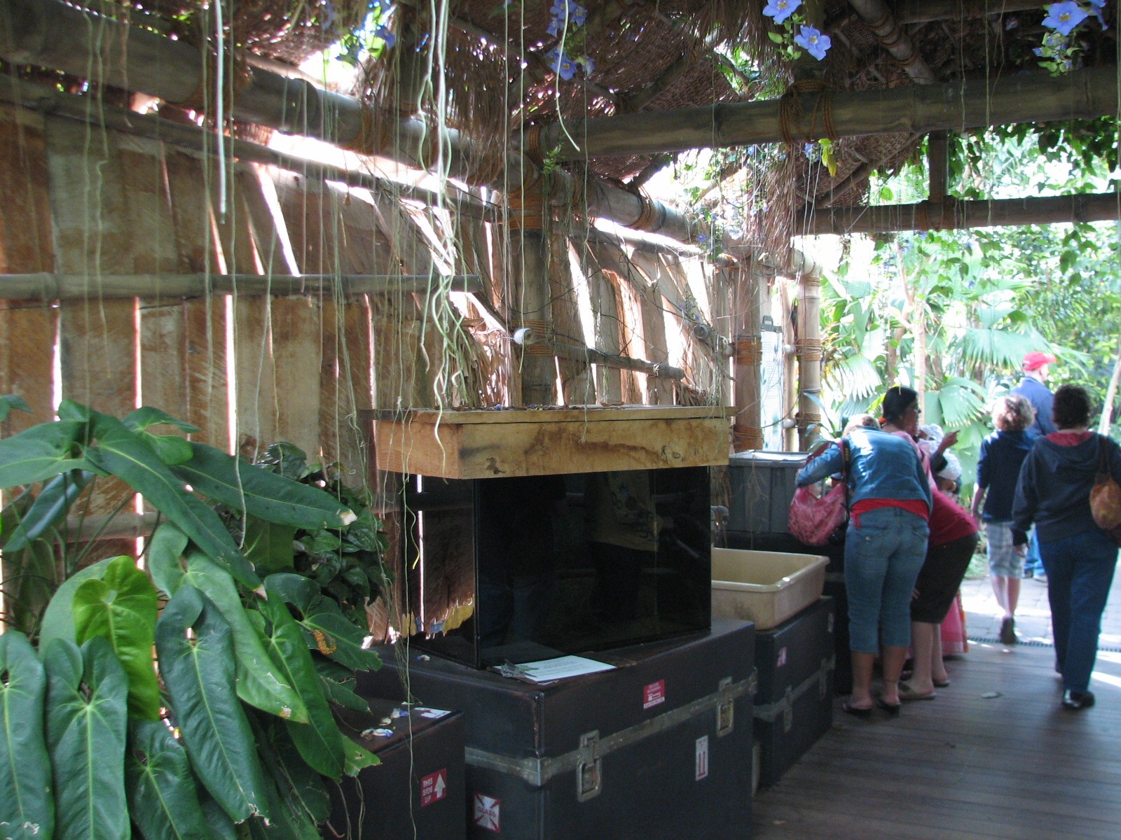 Tropical Encounters - Surinam Toad Exhibit