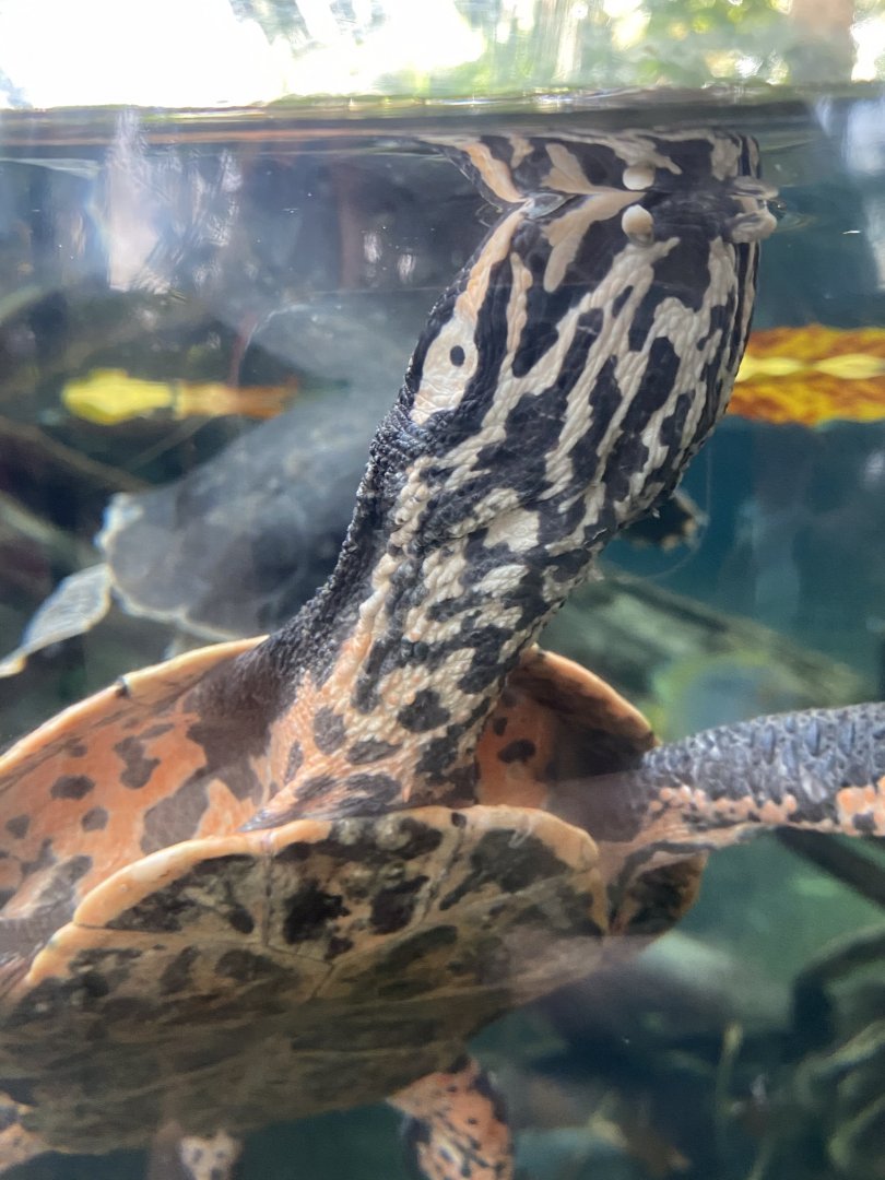 Tropical encounters- turtle Id?