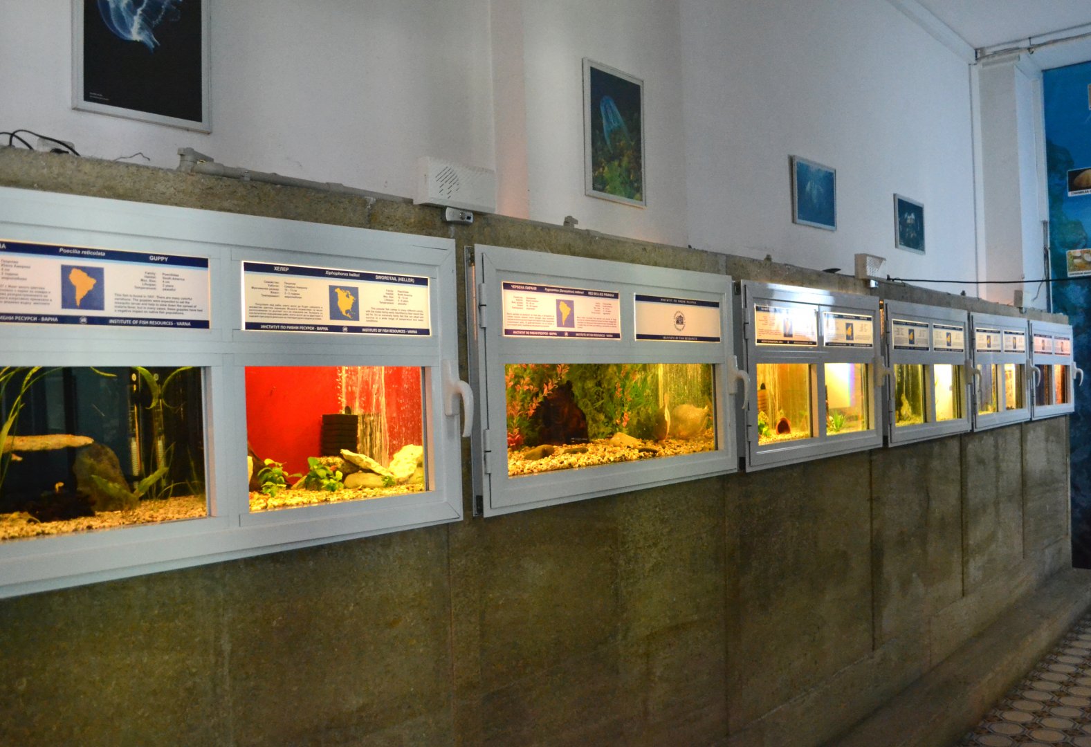 Tropical fish aquariums