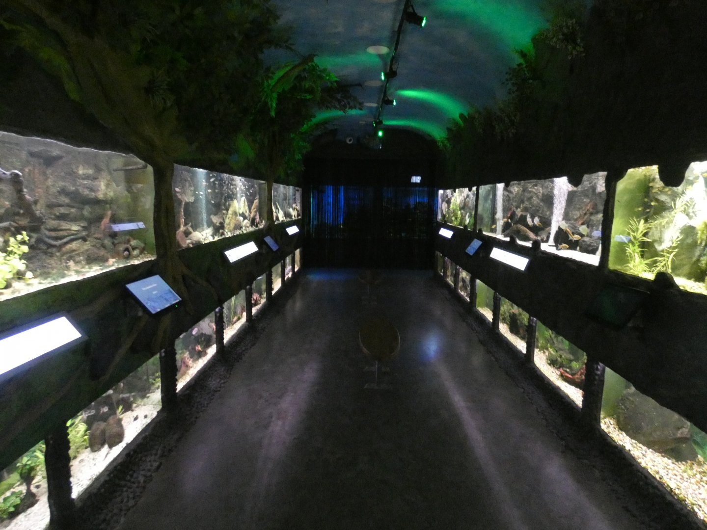 Tropical fish corridor