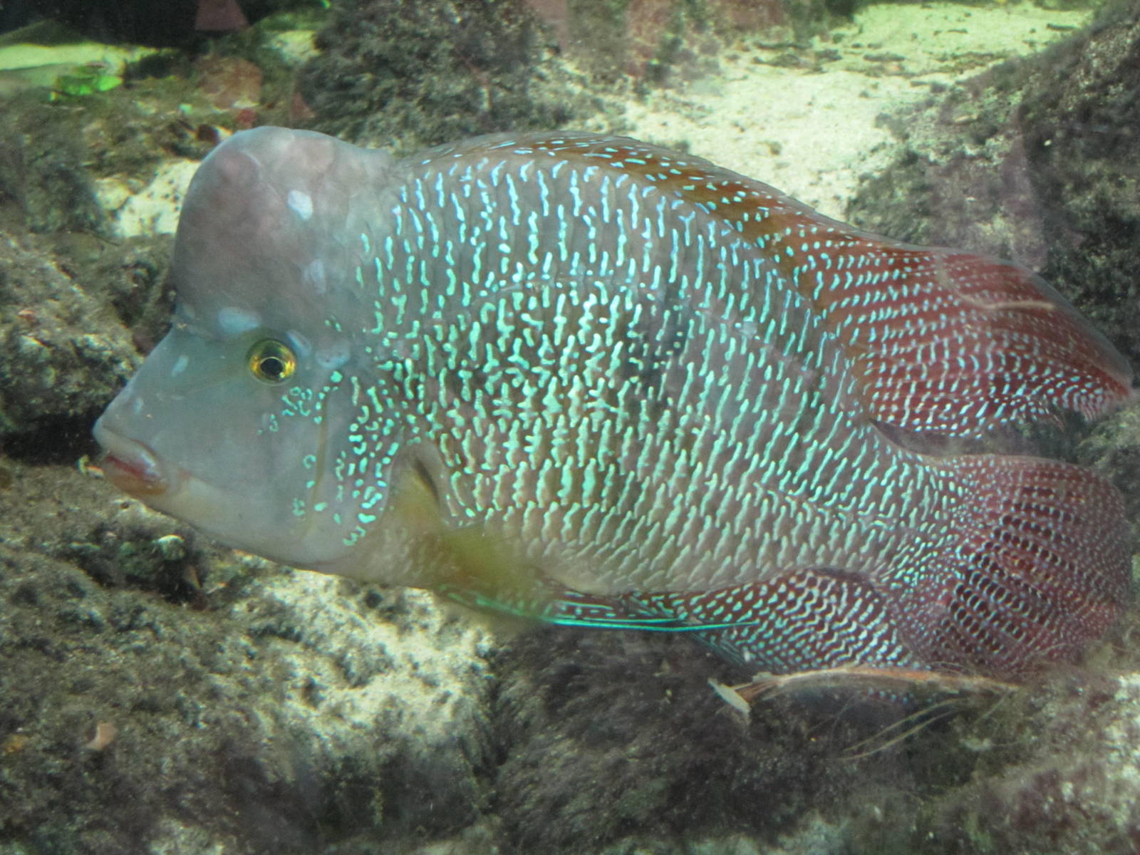 Tropical fish on 06/08/2016