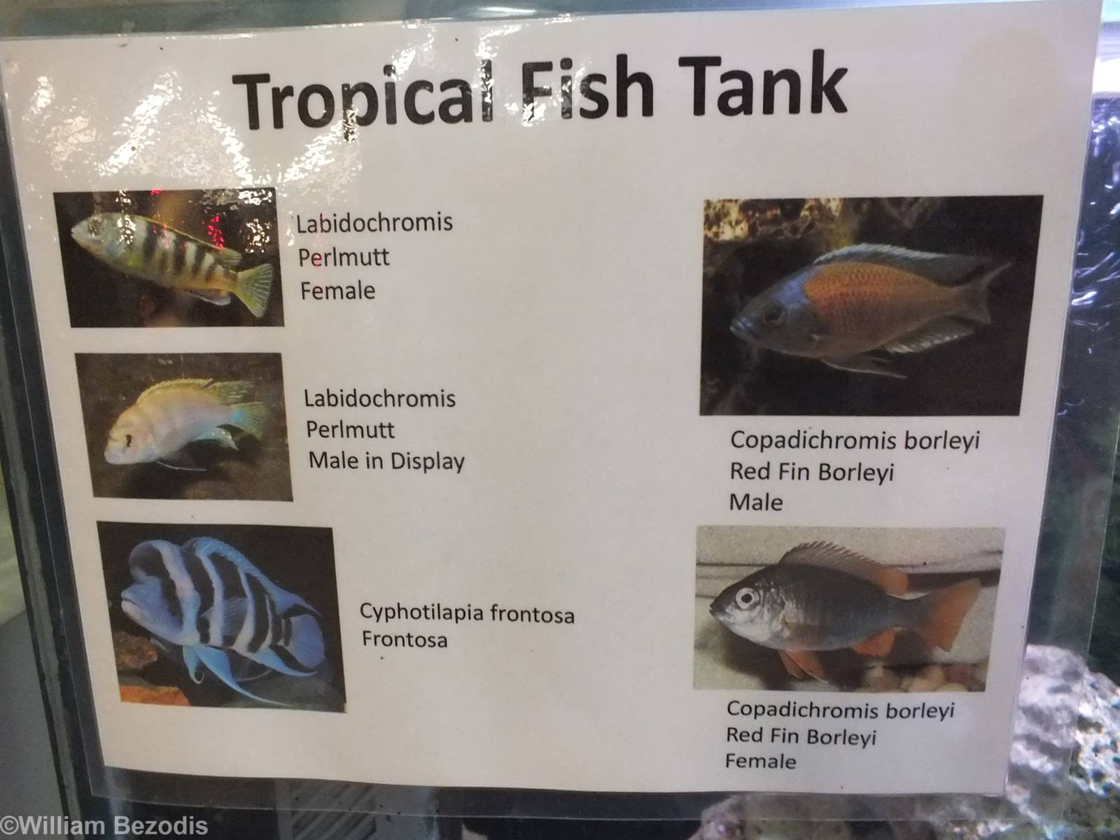 Tropical Fish Sign