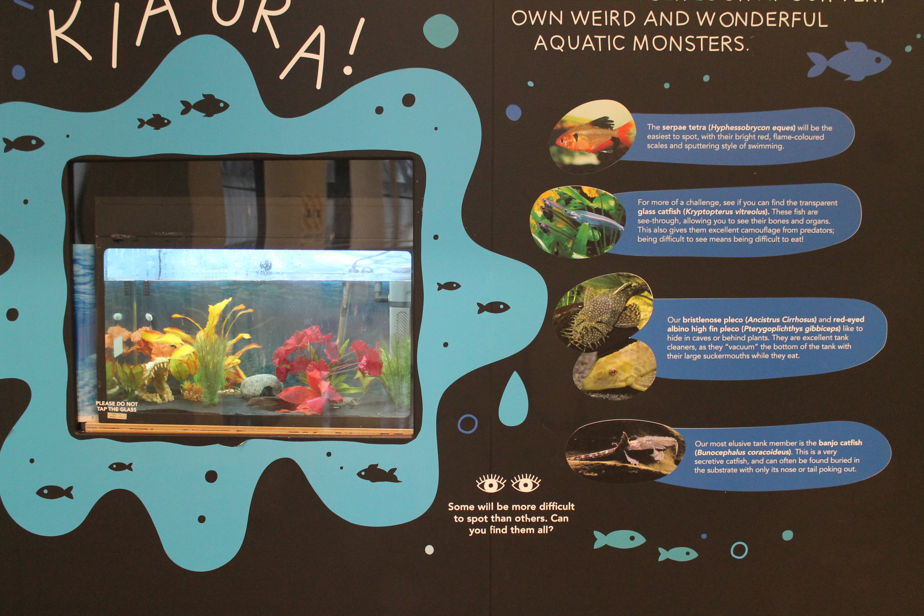 Tropical fish tank, Otago Museum