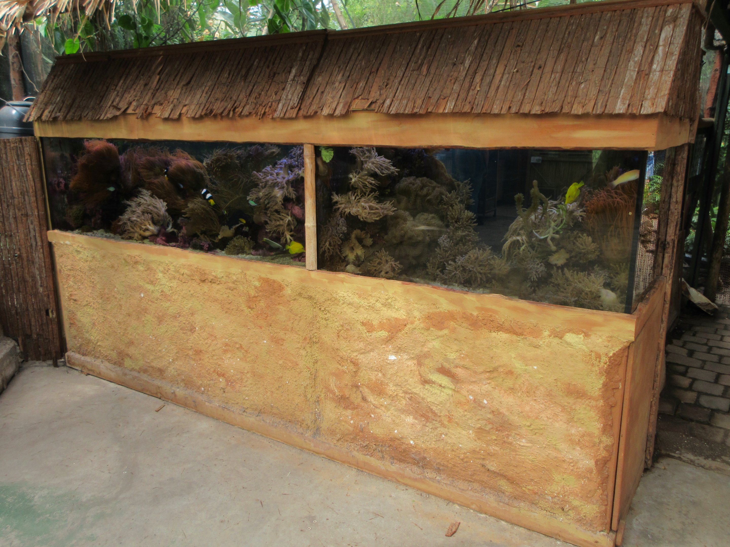 Tropical Fish Tank