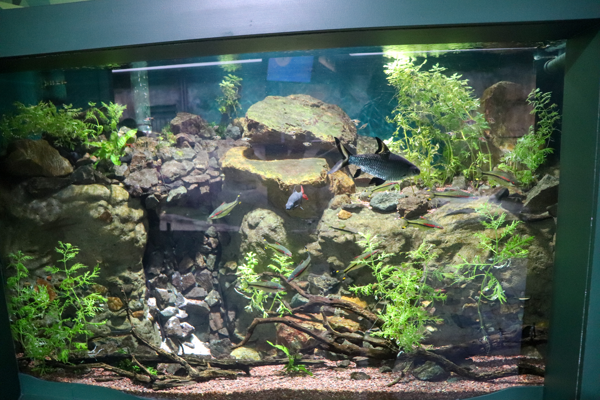 Tropical Fish Tank