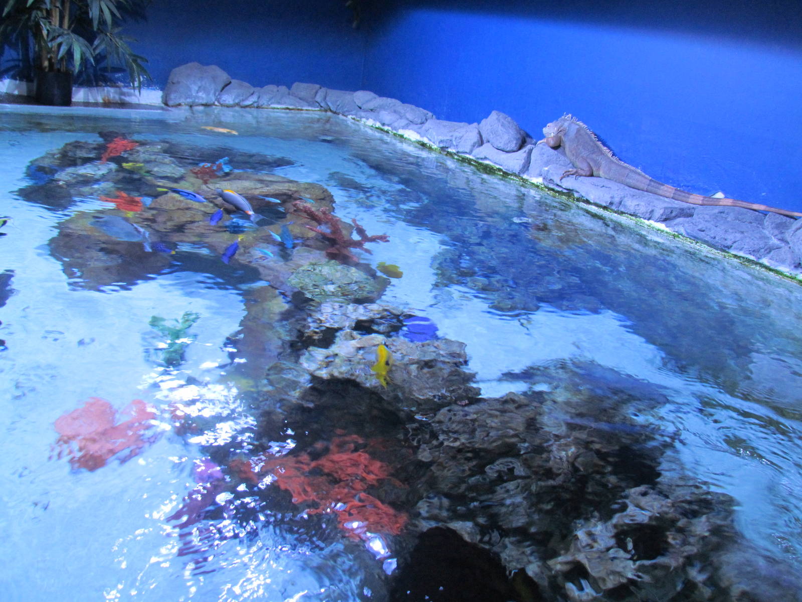 Tropical Fish Touch Tank