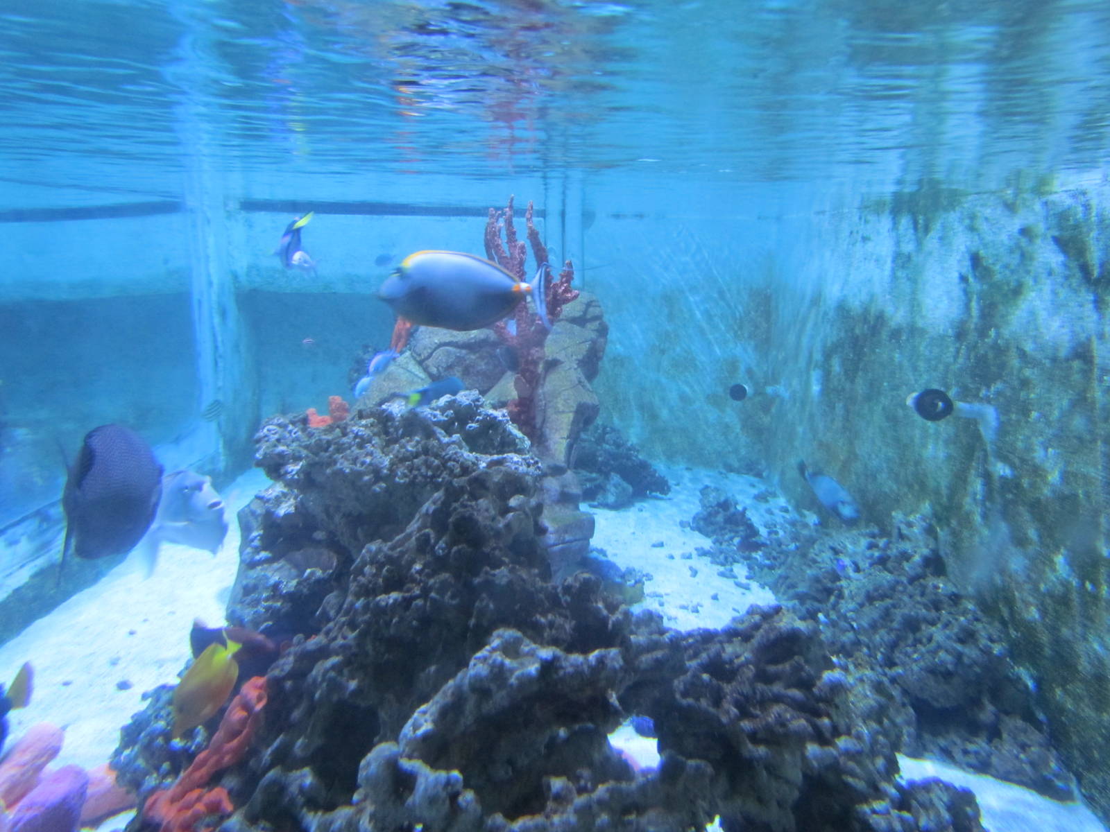 Tropical Fish Touch Tank