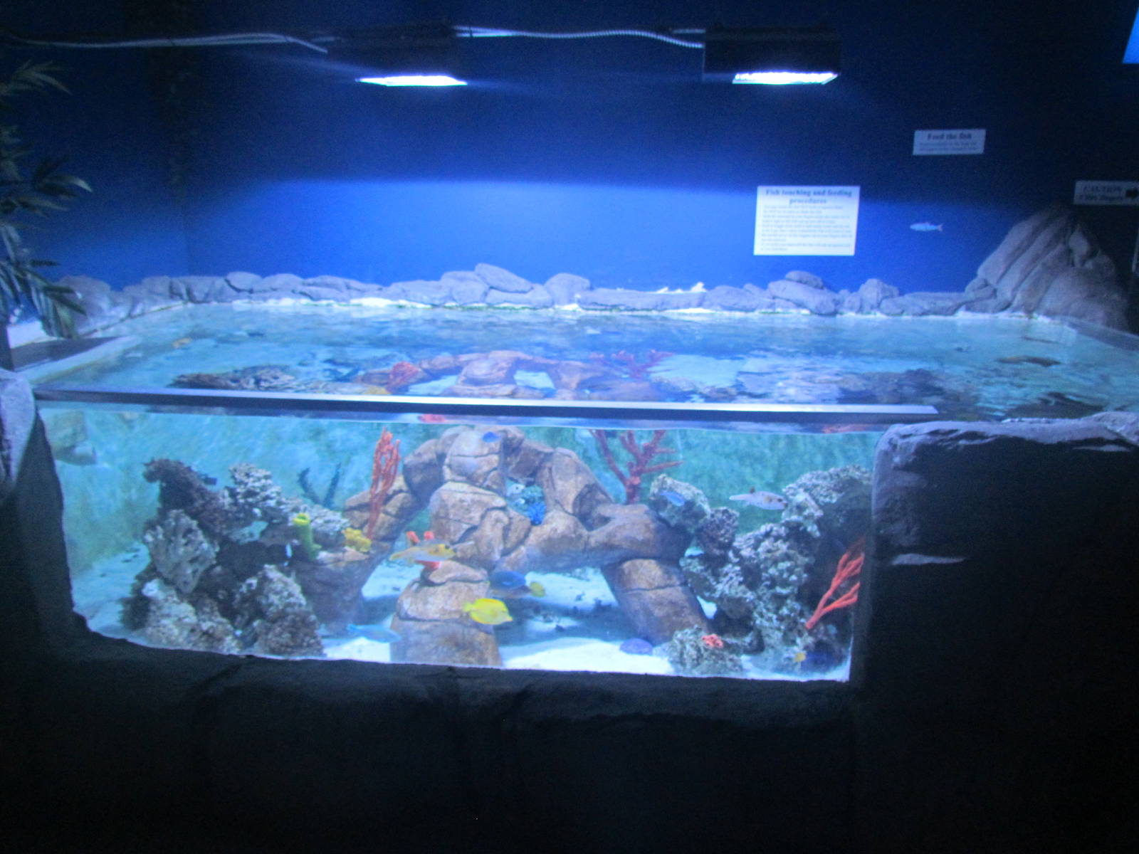 Tropical Fish Touch Tank