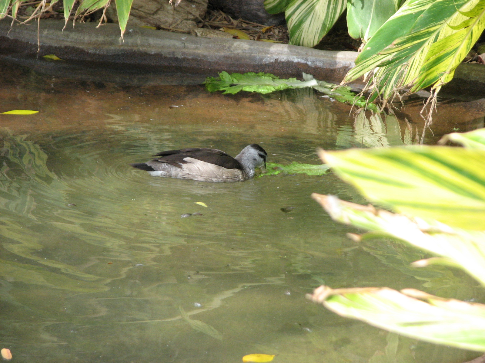 Tropical Flights - Cotton Pygmy Goose