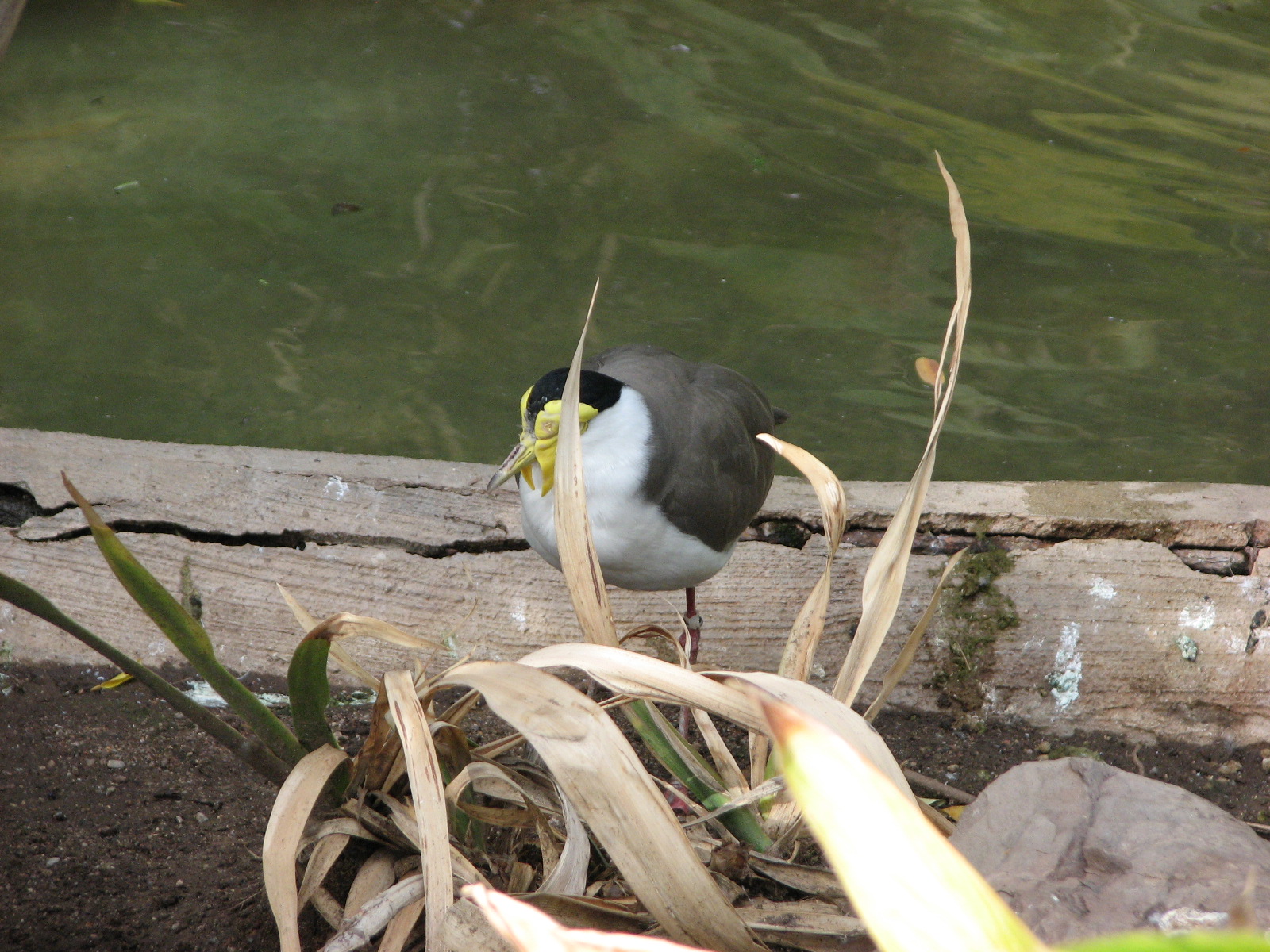 Tropical Flights - Masked Lapwing