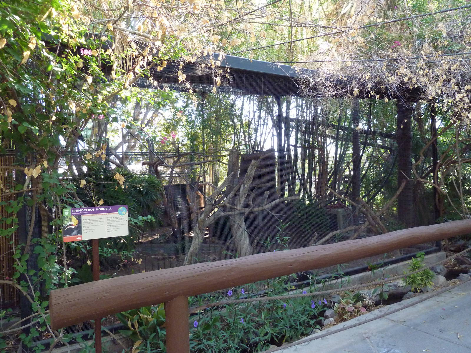 Tropical Flights - Rhinoceros Hornbill Exhibit