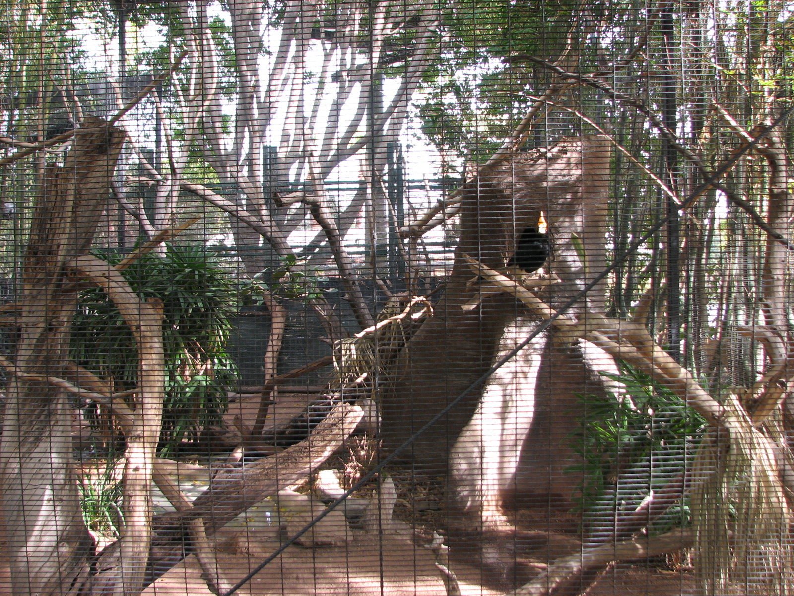 Tropical Flights - Rhinoceros Hornbill