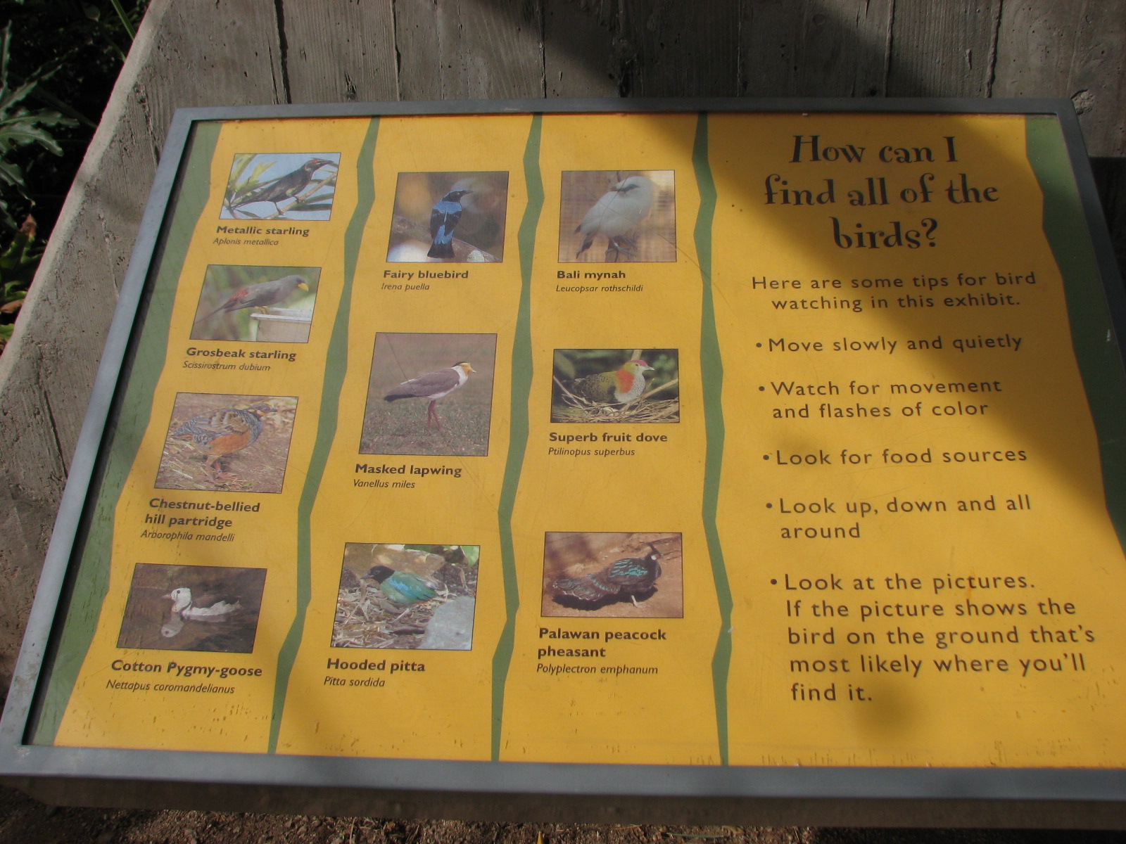 Tropical Flights - Walkthrough Aviary Graphics