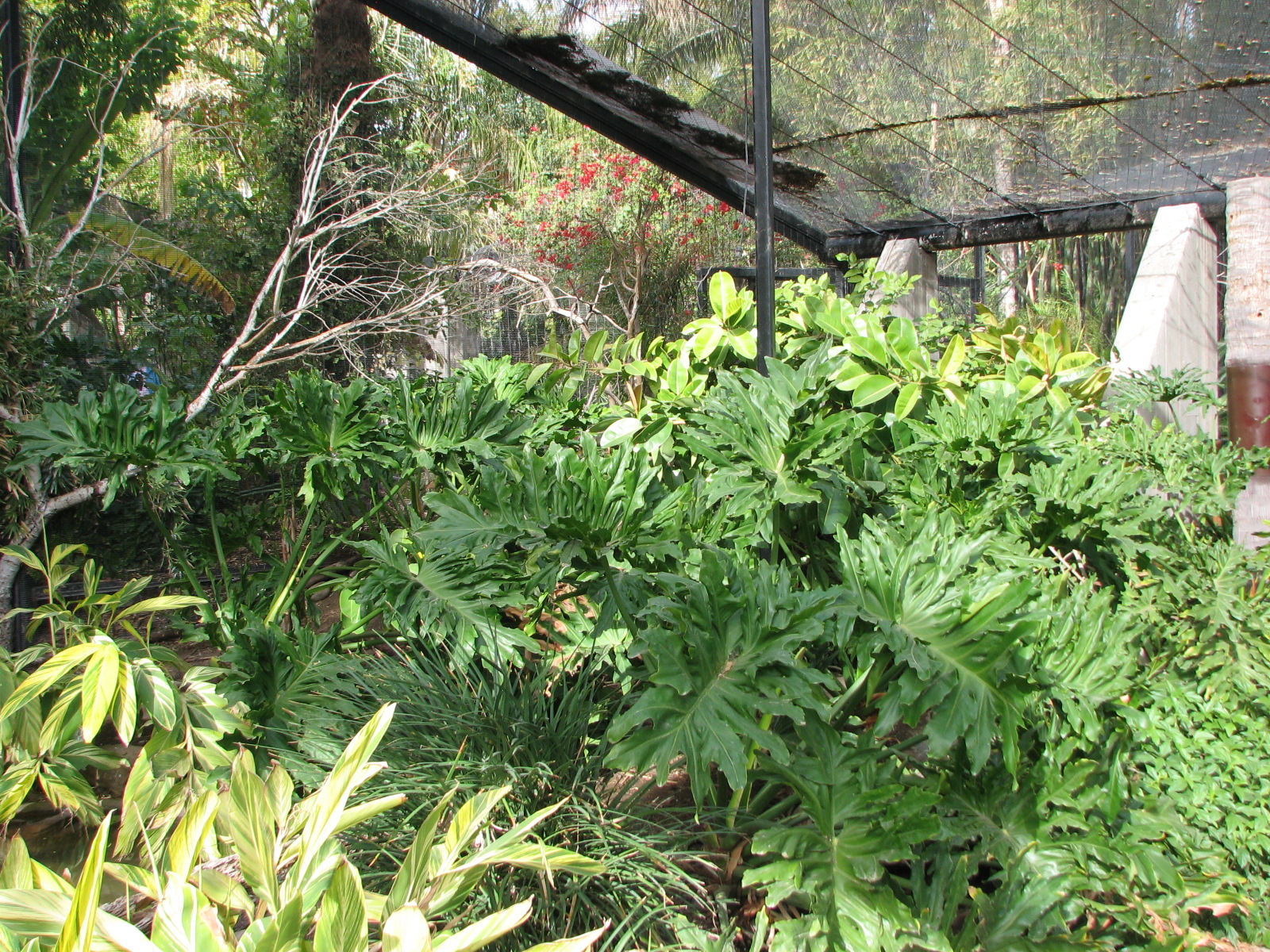 Tropical Flights - Walkthrough Aviary