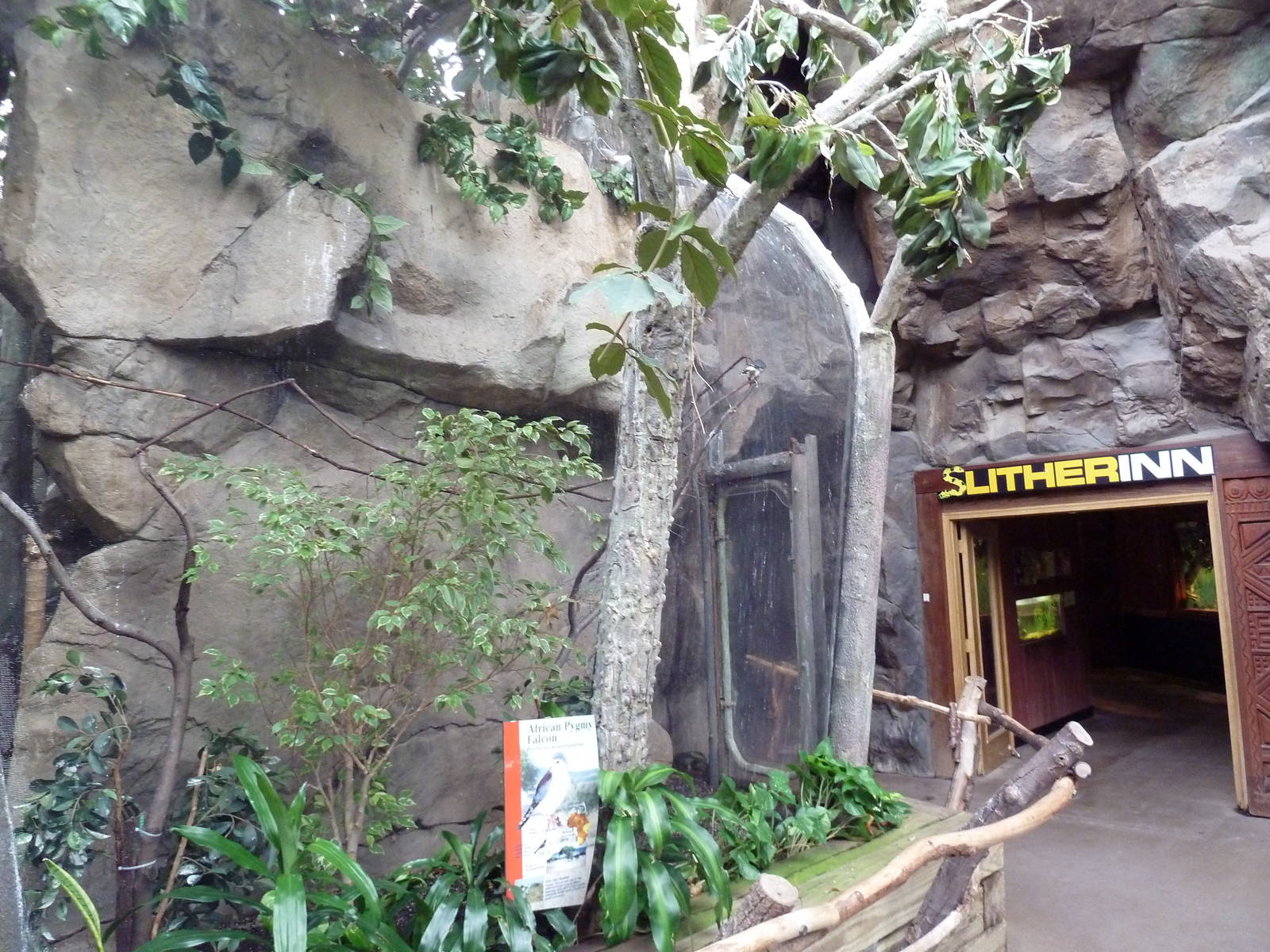 Tropical Forest - African Pygmy Falcon Exhibit