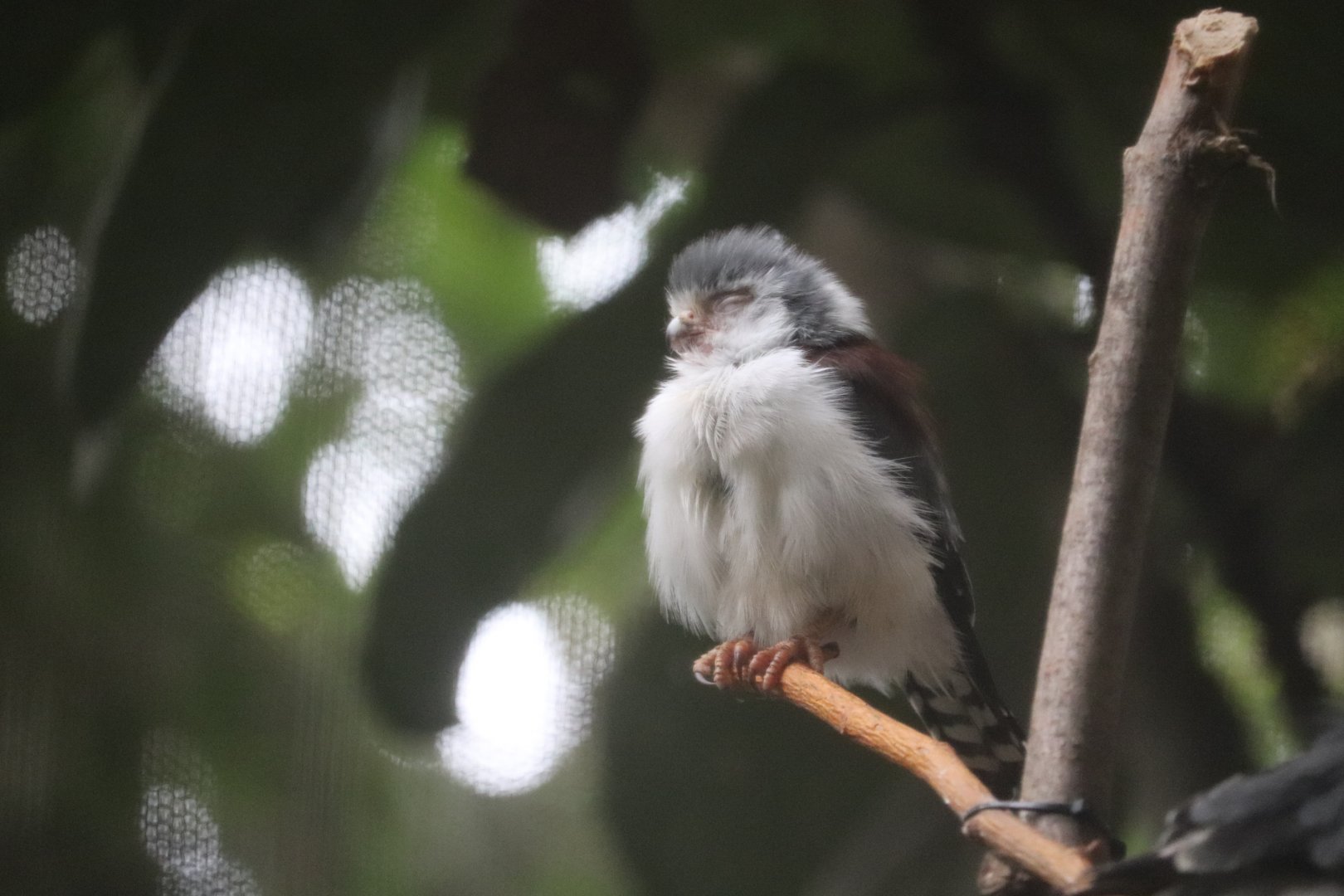 Tropical Forest - African Pygmy Falcon