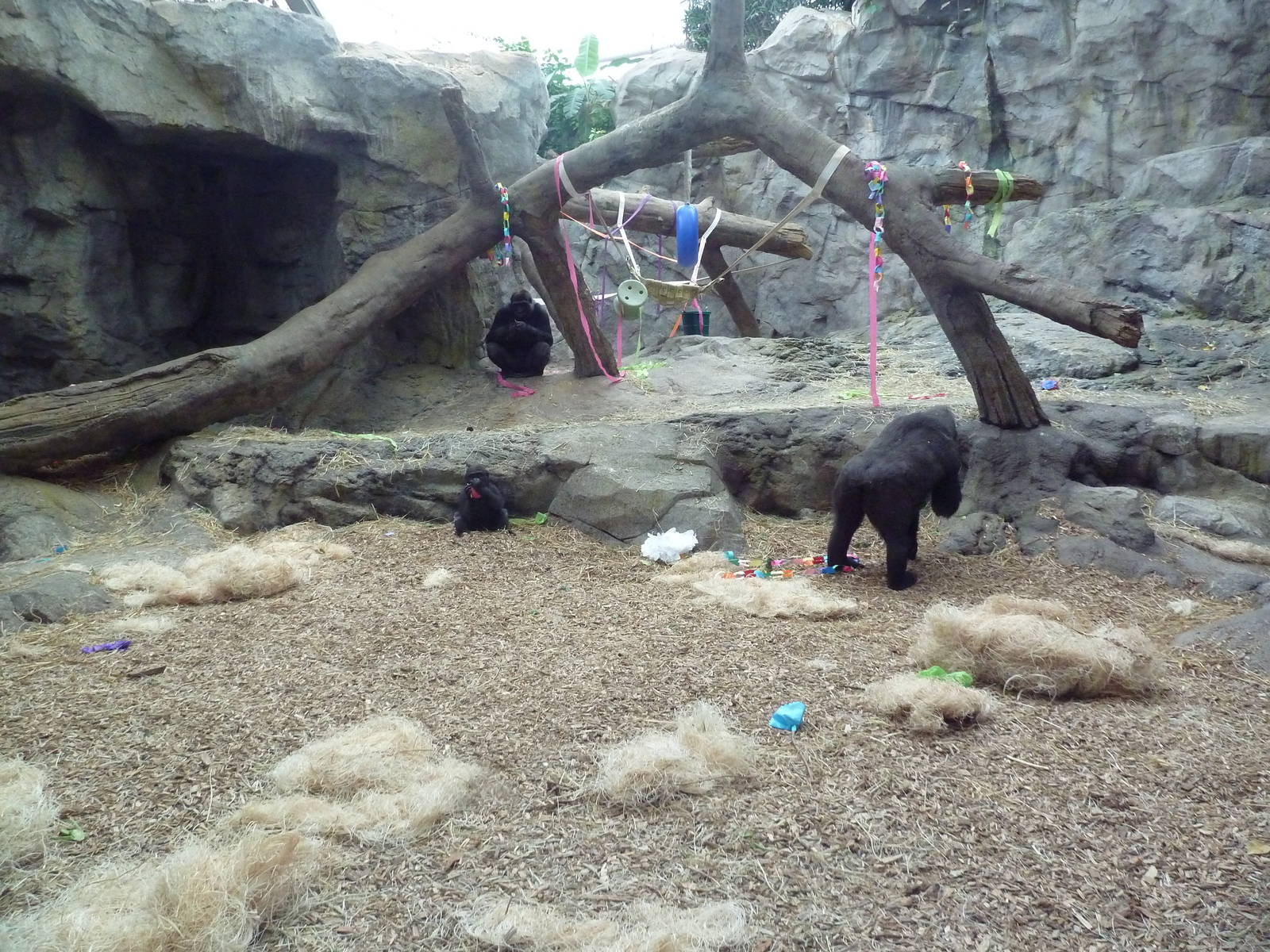 Tropical Forest - All-Indoor Gorilla Exhibit