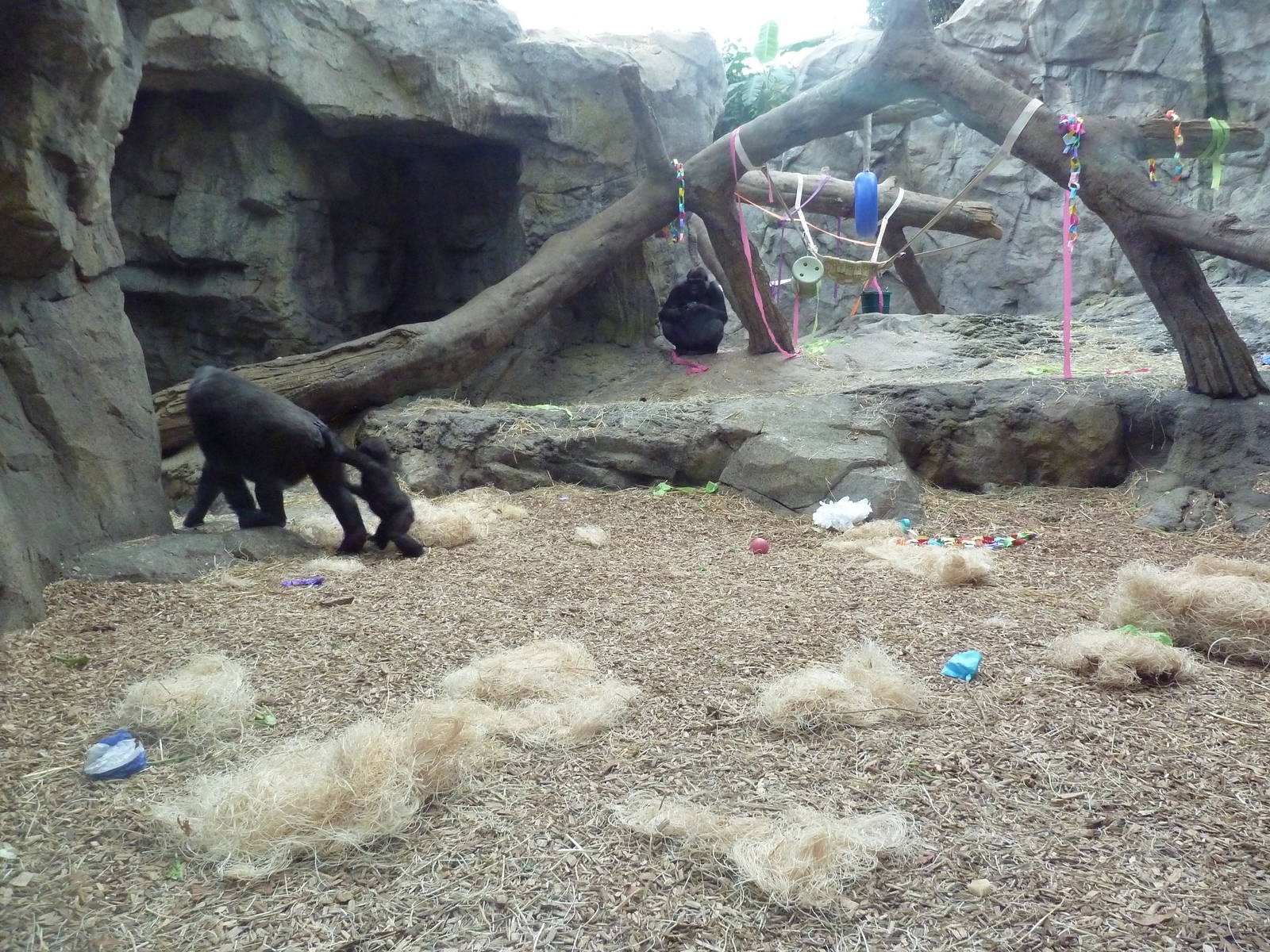 Tropical Forest - All-Indoor Gorilla Exhibit