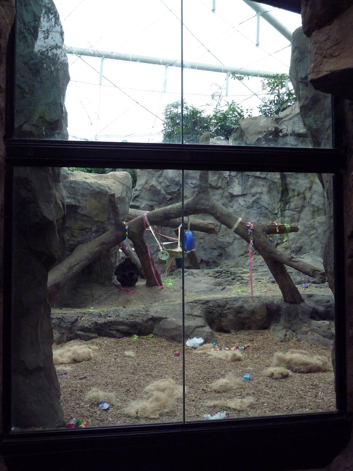 Tropical Forest - All-Indoor Gorilla Exhibit