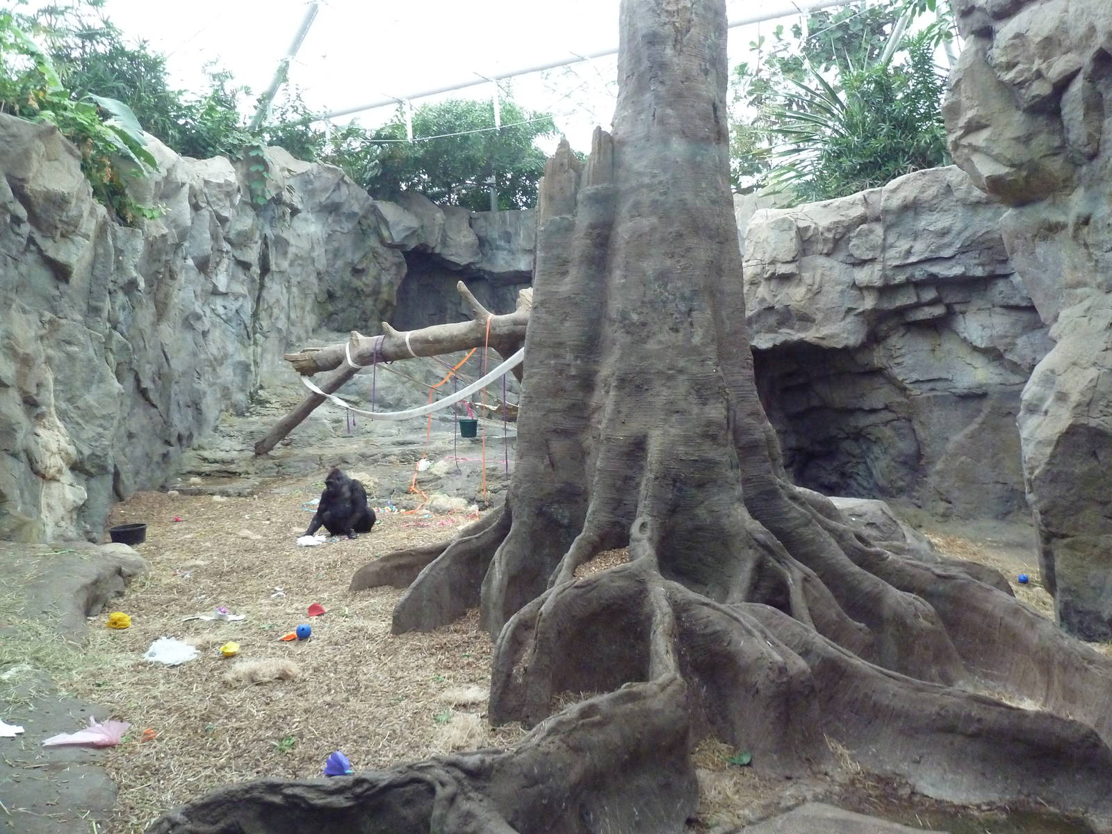 Tropical Forest - All-Indoor Gorilla Exhibit