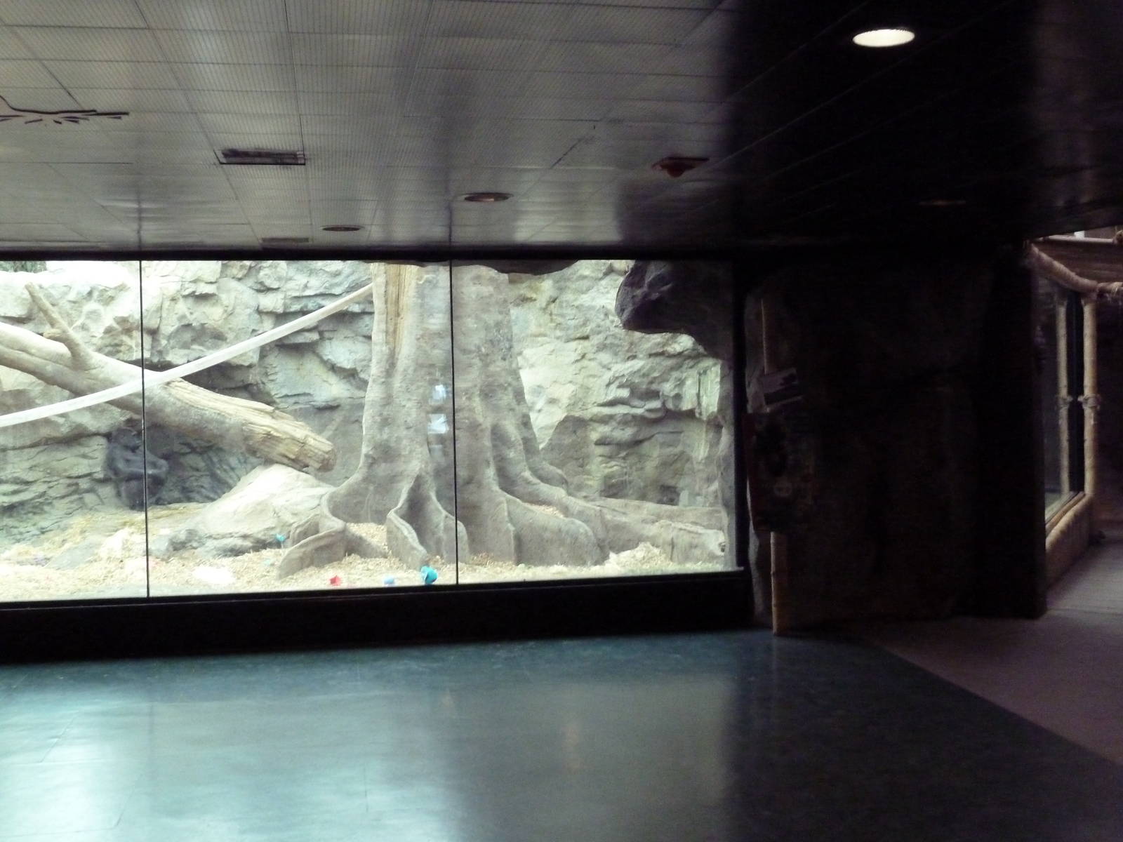 Tropical Forest - All-Indoor Gorilla Exhibit