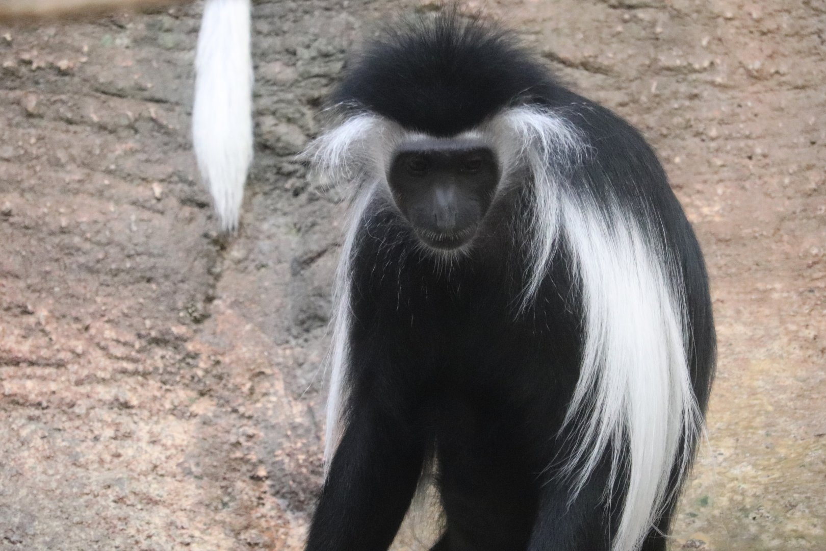 Tropical Forest - Angolan Colobus