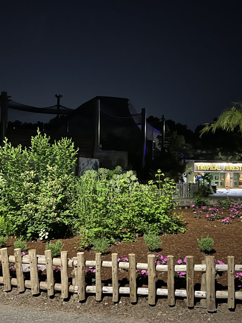 Tropical Forest at Night