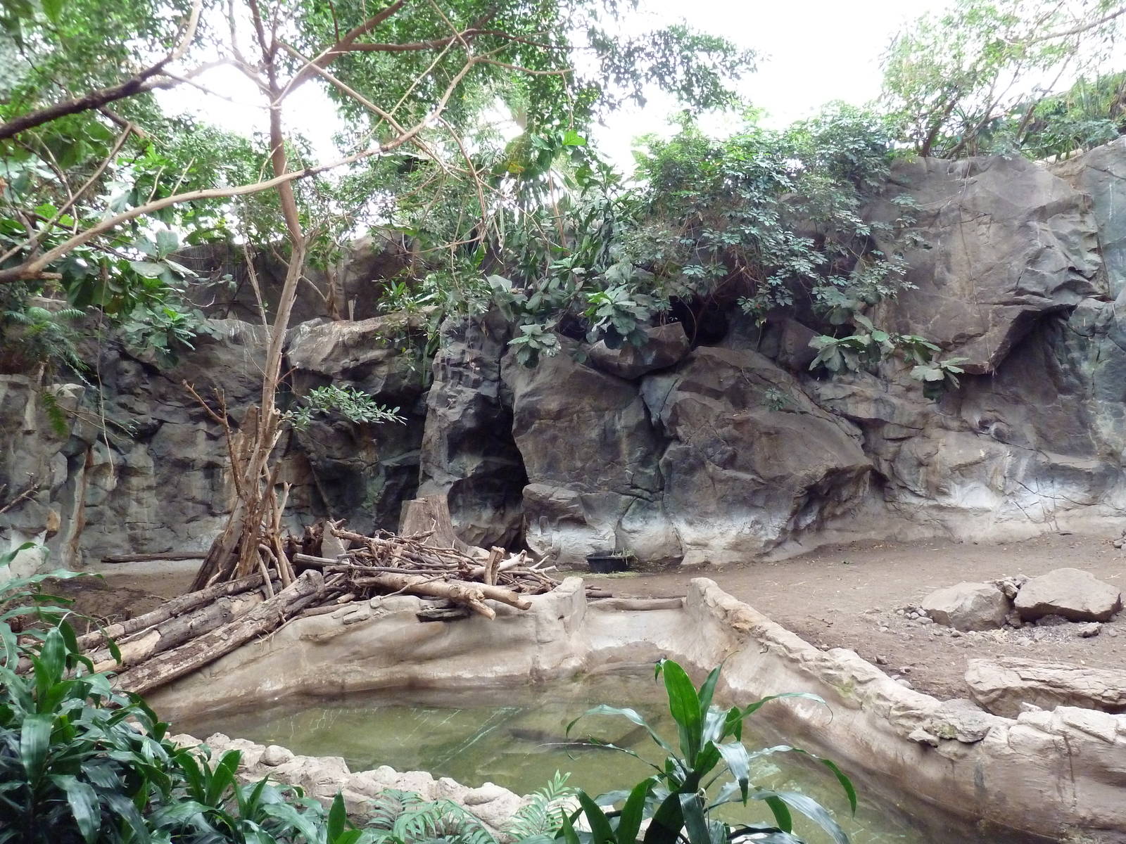 Tropical Forest - Baird's Tapir Exhibit