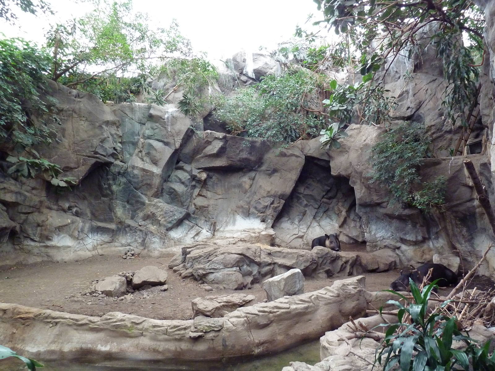 Tropical Forest - Baird's Tapir Exhibit