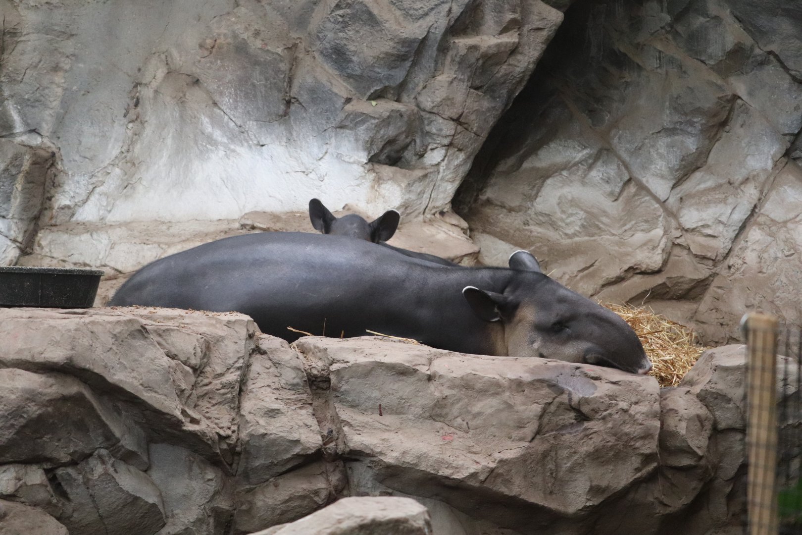 Tropical Forest - Baird's Tapir