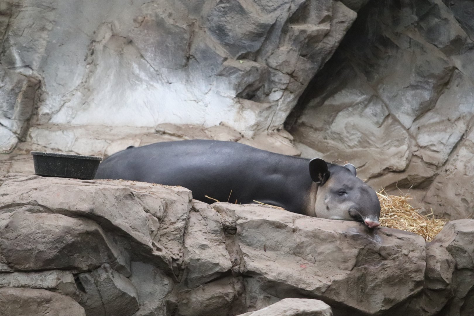 Tropical Forest - Baird's Tapir