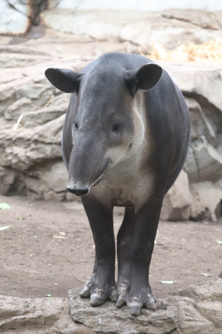 Tropical Forest - Baird's Tapir