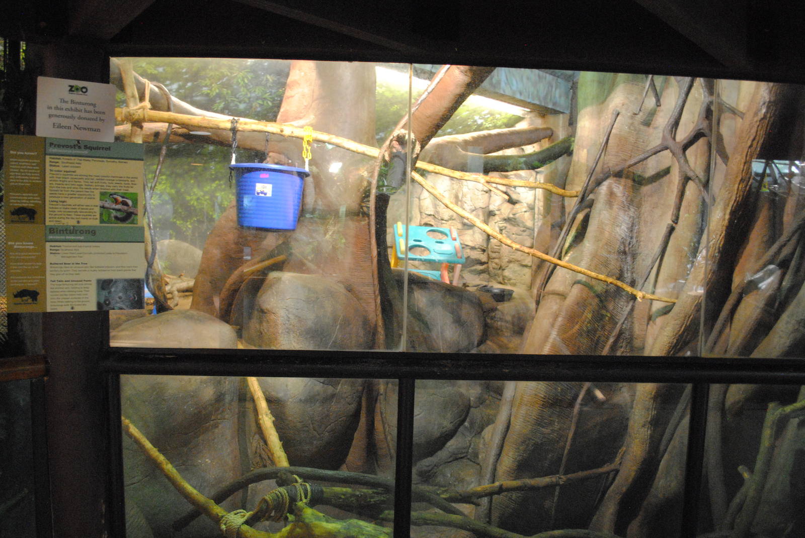 Tropical Forest - Binturong/Prevost's Squirrel exhibit