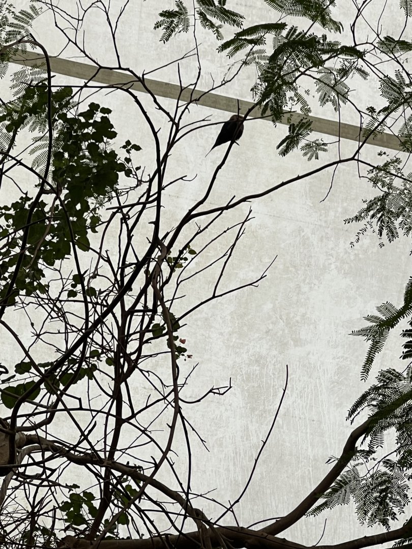 Tropical Forest Bird