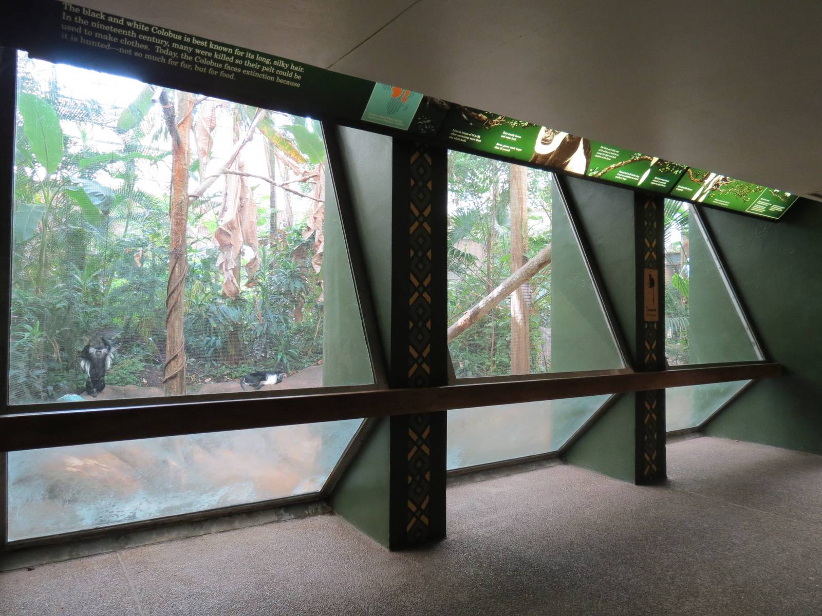 Tropical Forest - Black-and-white Colobus Exhibit Viewing Area