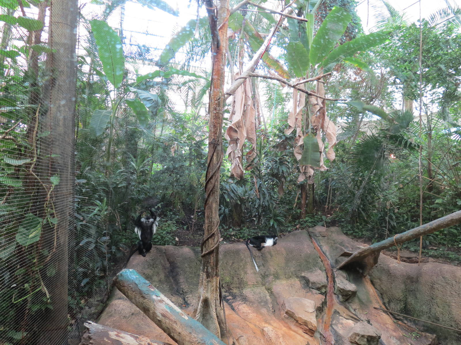 Tropical Forest - Black-and-white Colobus Exhibit