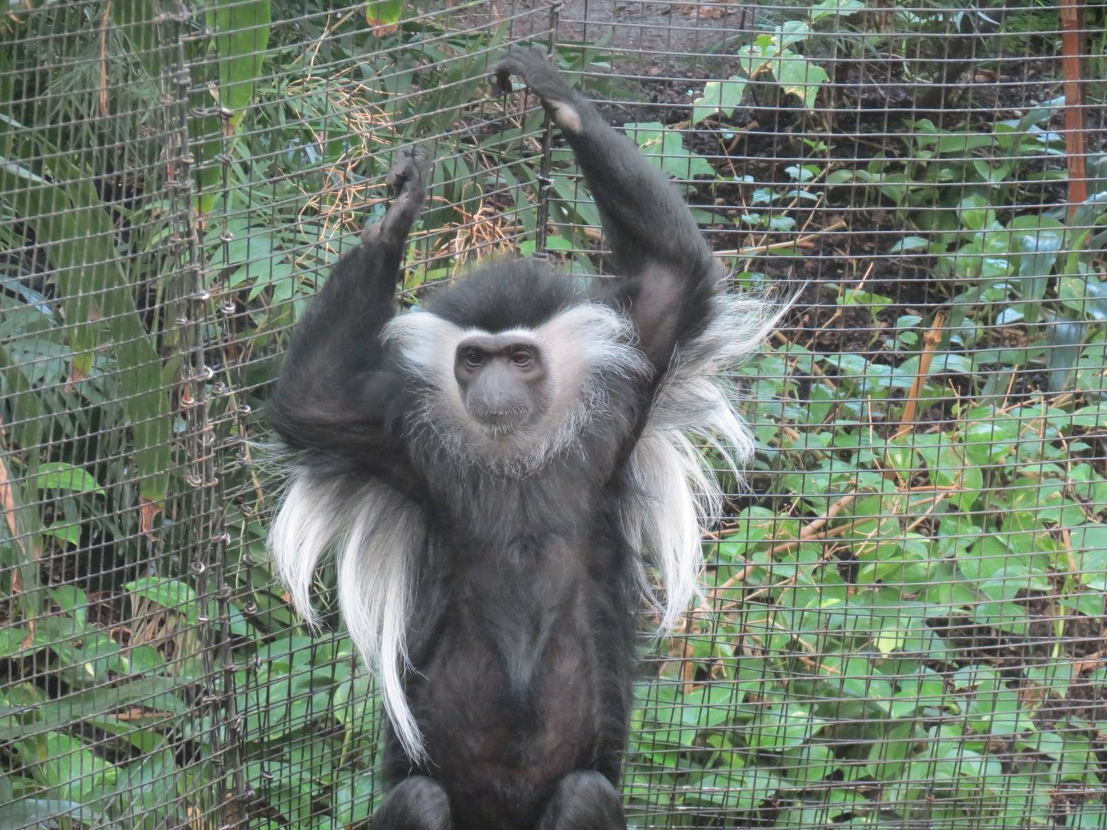 Tropical Forest - Black-and-white Colobus