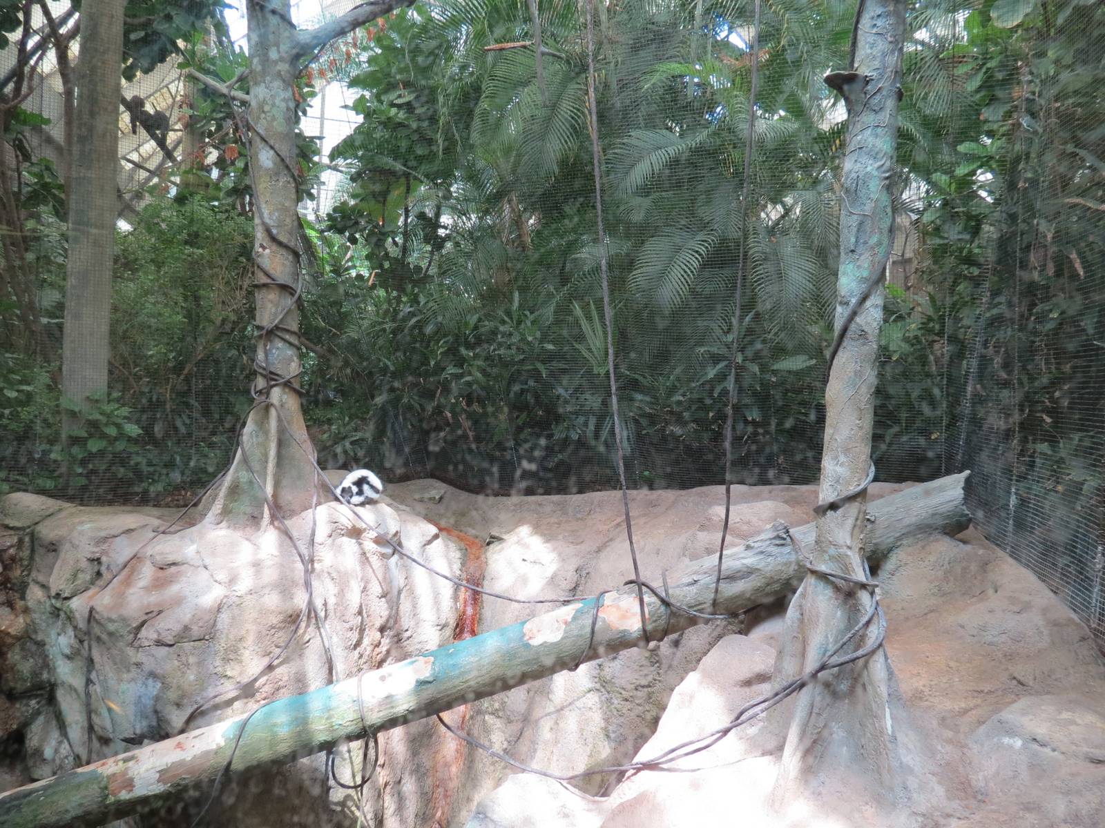 Tropical Forest - Black-and-white Ruffed Lemur Exhibit