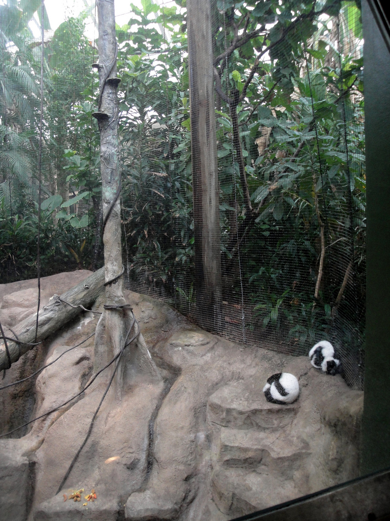 Tropical Forest - Black-and-White Ruffed Lemurs