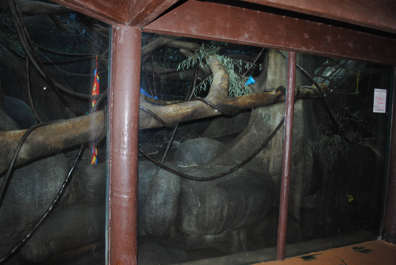 Tropical Forest - Black-handed Spider Monkeys exhibit