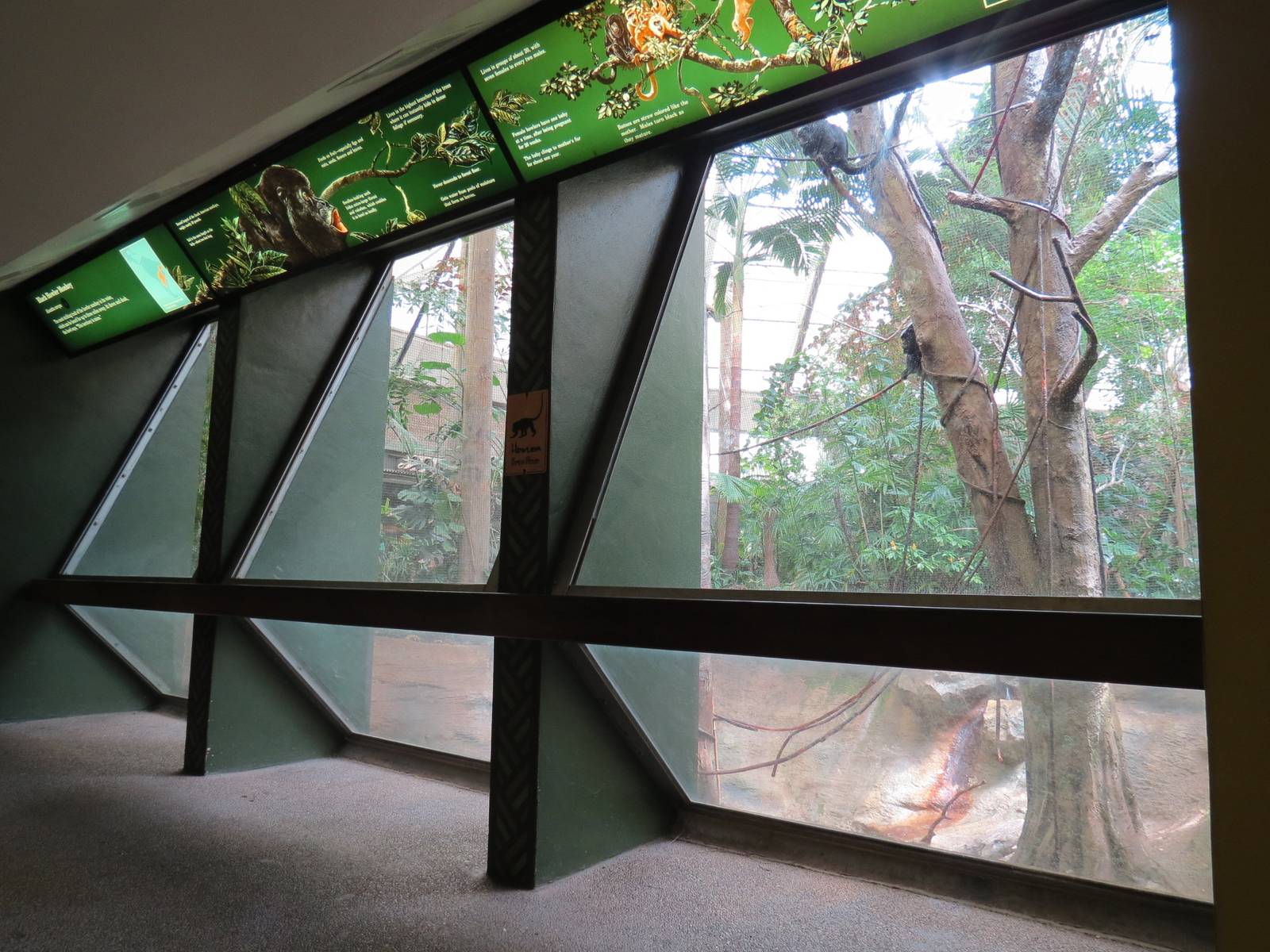 Tropical Forest - Black Howler Monkey Exhibit Viewing Area