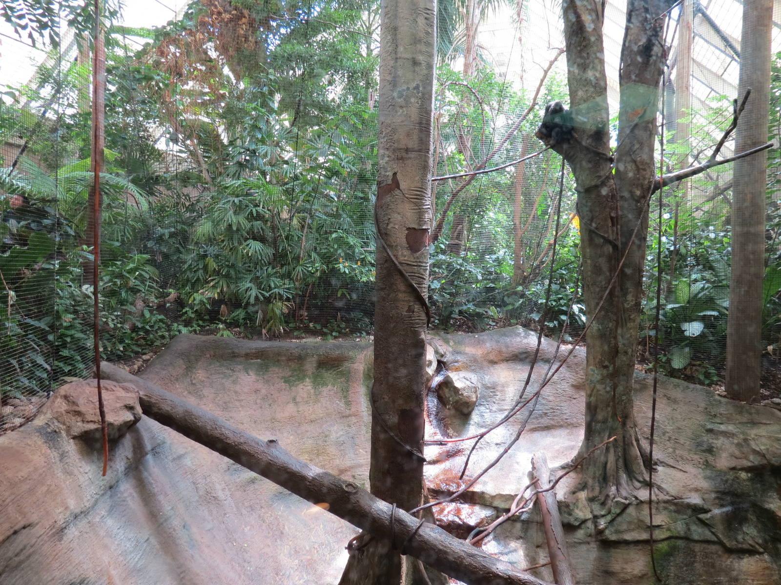 Tropical Forest - Black Howler Monkey Exhibit