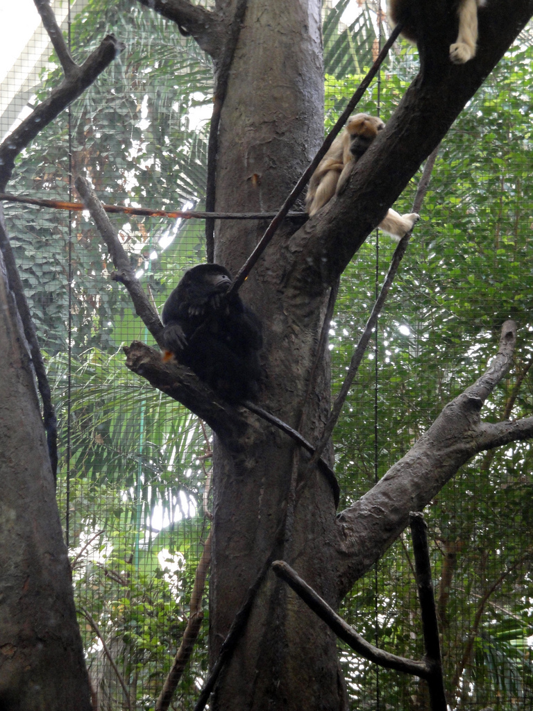 Tropical Forest - Black Howler Monkeys