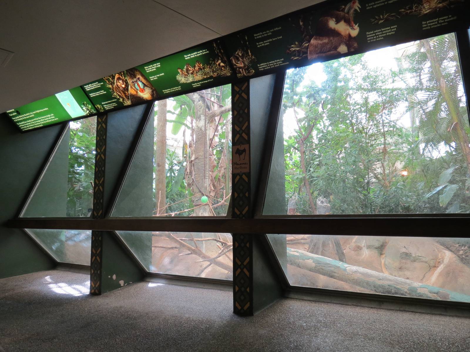 Tropical Forest - Blue Monkey Exhibit Viewing Area