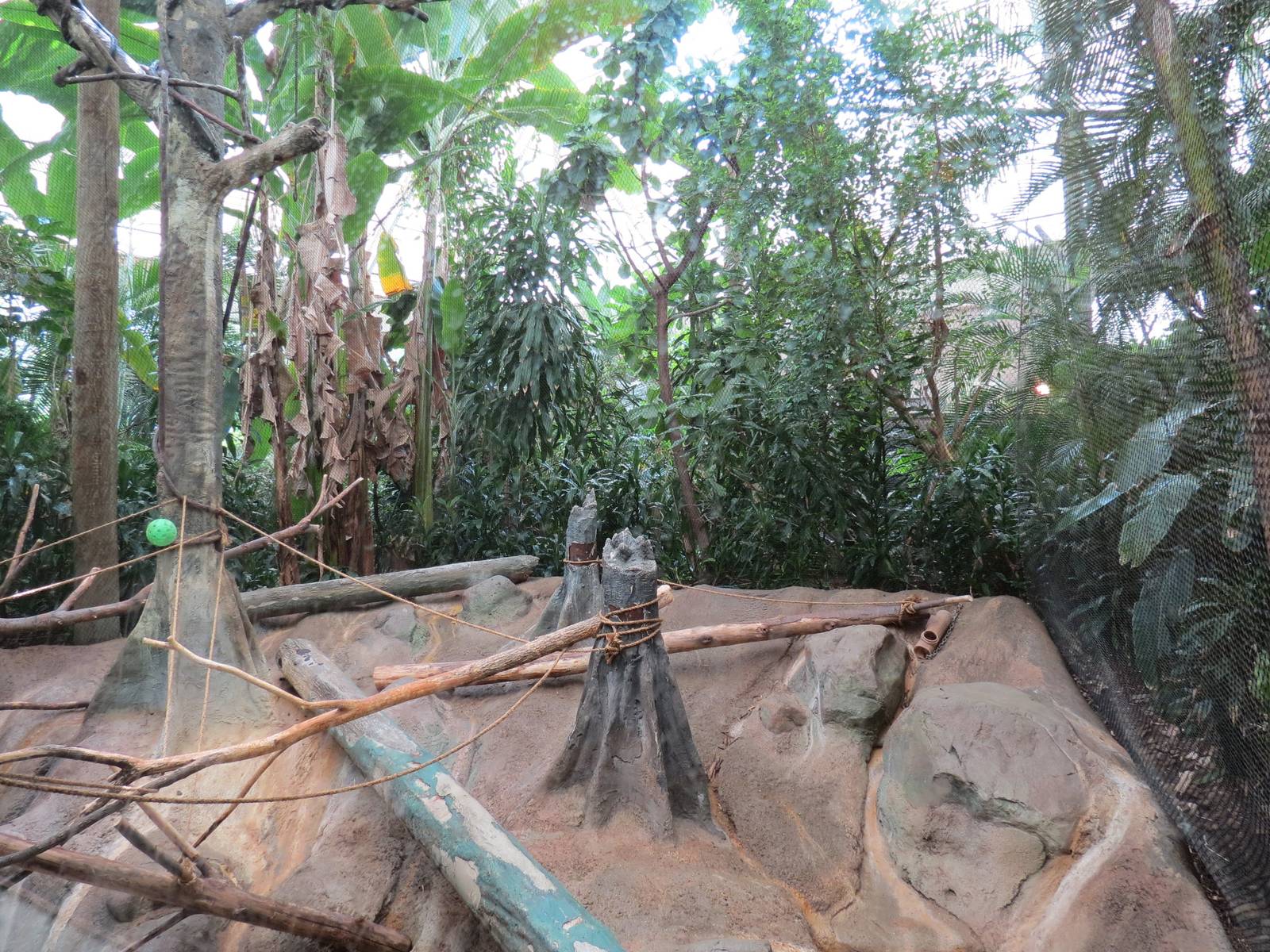 Tropical Forest - Blue Monkey Exhibit