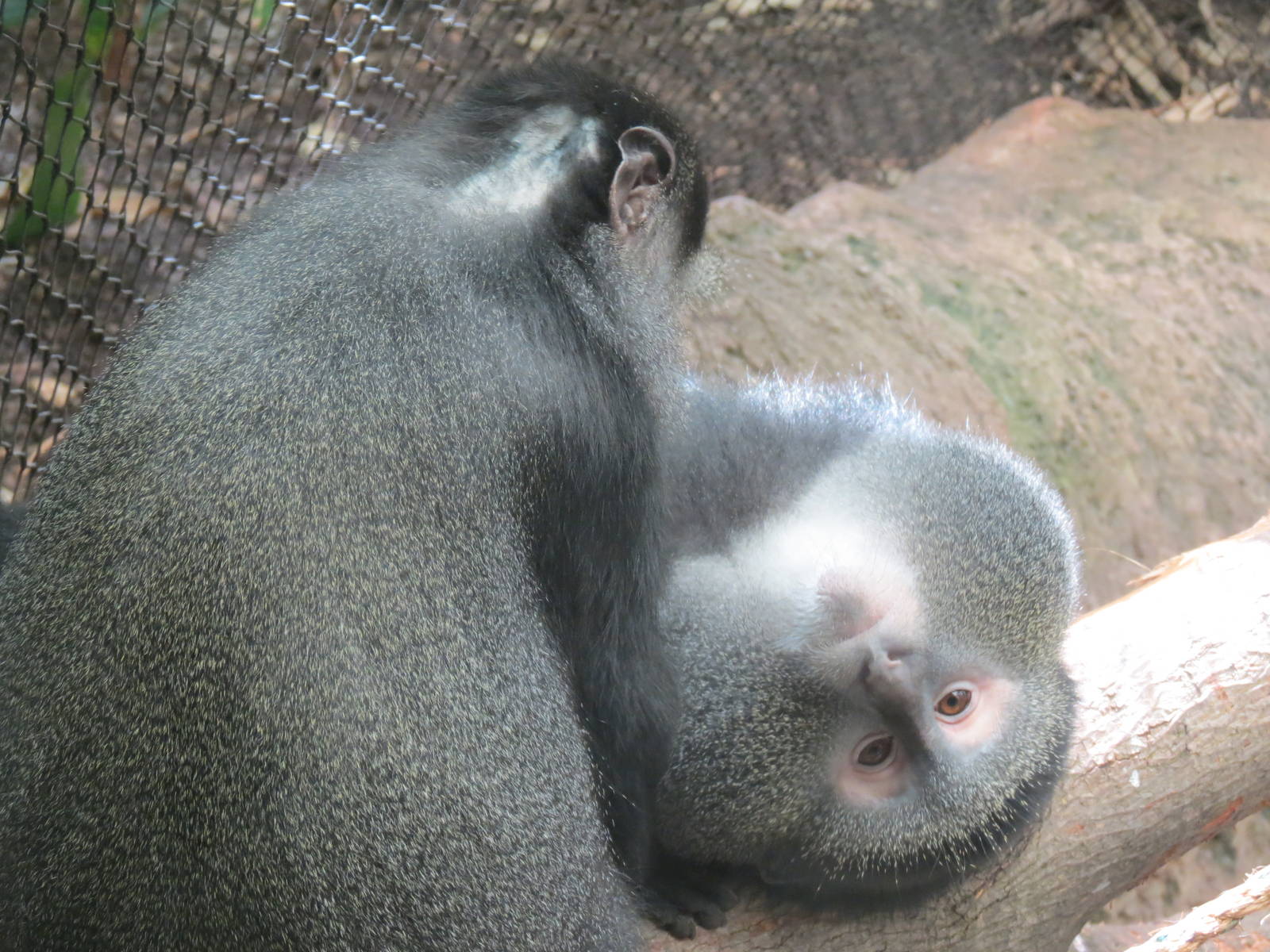 Tropical Forest - Blue Monkey